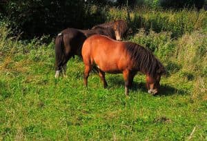 Pony und Muli