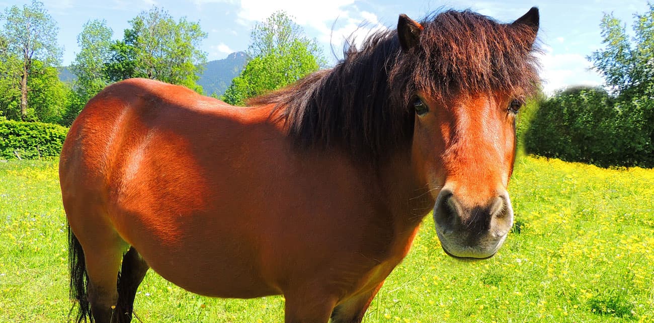 Tier Slider Pony