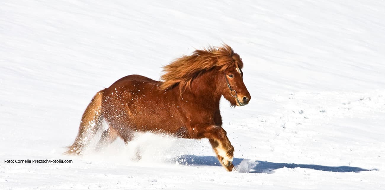 Hof Winter Pony