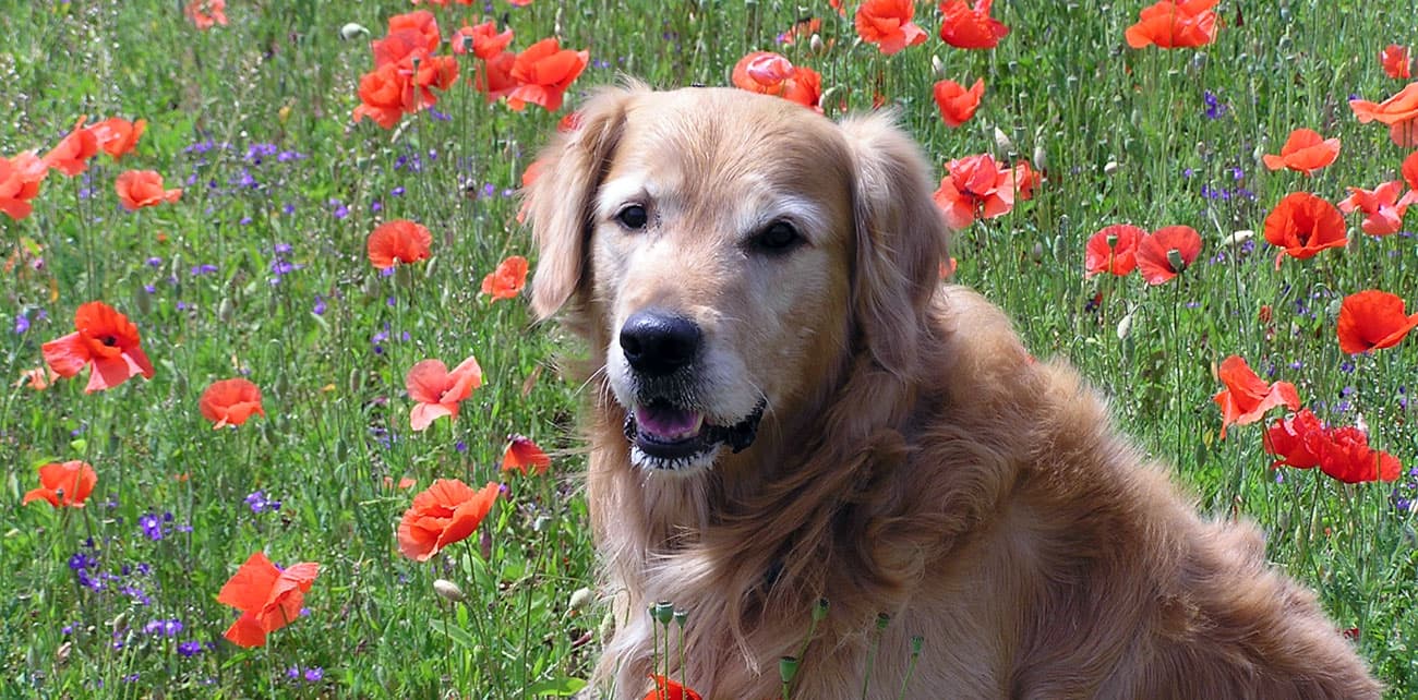 Hund im Mohn