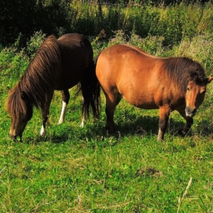 Streidlhof Tiere Ponies