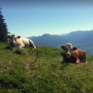 Sommer auf der Alm: Unser Rindvieh