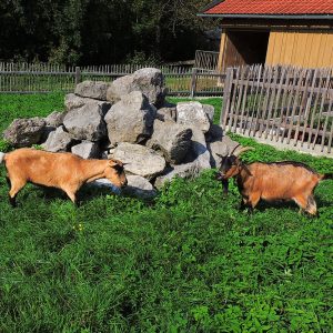 Streidlhof Ziegen