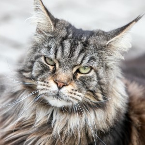 Main-Coon-Kater Willow