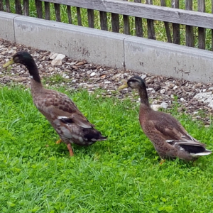 Hört man schon schnattern, bevor man sie sieht: Die Enten Peter und Paul