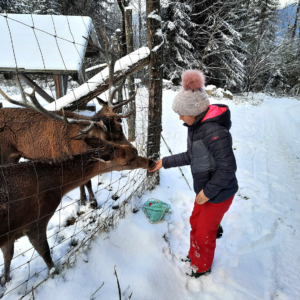 Rotwild auf der Reiseralm